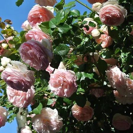 Hotel Le Relais Des Chartreuses Le Boulou