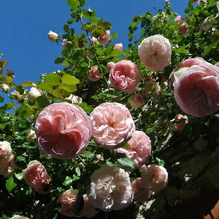 Le Relais Des Chartreuses Le Boulou